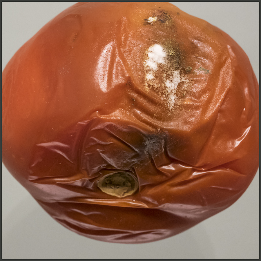 Attēlu rezultāti vaicājumam “sapuvuši tomāti”